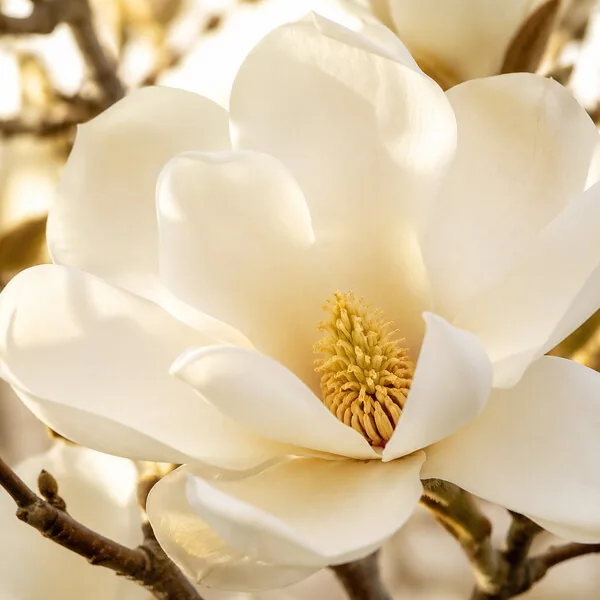 Weiße Magnolienblüte